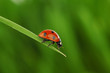 Leinwanddruck Bild ladybug on grass