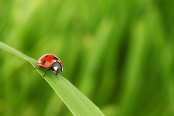 Wall Mural - ladybug on grass