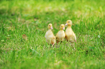 Wall Mural - three fluffy chicks