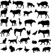 Farm Animals Silhouettes - Vector