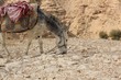 Donkey in the Desert