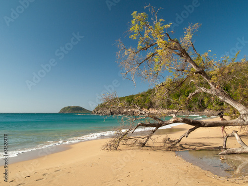 Plage De La Perle Et Arbre Guadeloupe Buy This Stock