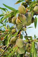 Wall Mural - almond tree