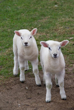 Two Baby Lambs