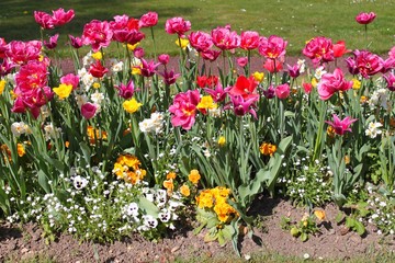 Poster - Fleurs dans le jardin des Serres d'Auteuil à Paris