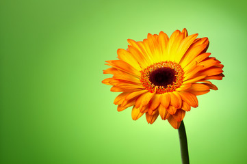 Gerber flower on a green gradient