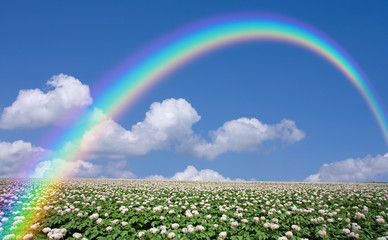 Wall Mural - Potato field with sky and rainbow