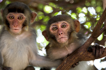 monkeys