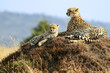 Masai Mara Cheetahs on the Masai Mara Safari