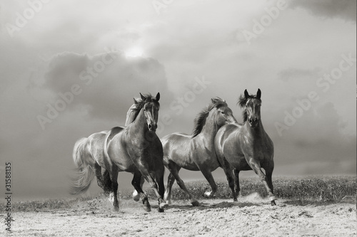 Naklejka nad blat kuchenny horses run