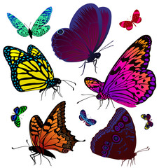 Wall Mural - Set of color butterflies of tattoos