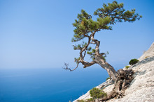 Lone Fir Tree At Edge Of The Cliff