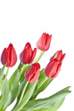 Fototapeta Tulipany - Bunch of Red Tulips Isolated on White