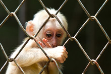 Sad Little Monkey