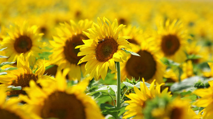 yellow forest of nice sunflower blossoms