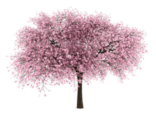 Wall Mural - sour cherry tree isolated on white background