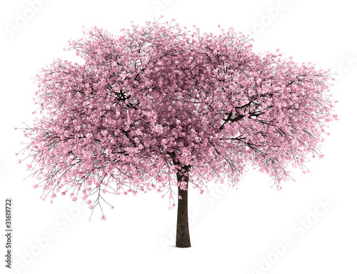 Fotografía sour cherry tree isolated on white background