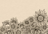 Aiming towards the sky. Sunflowers