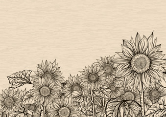 Wall Mural - Aiming towards the sky. Sunflowers