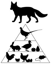Fuchs Ernährungspyramide