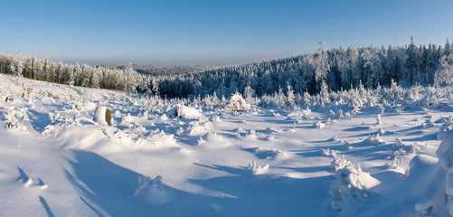 Wall Mural - Winter panorama with forest in hills