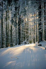 Wall Mural - Scene in forest with sun behind the trees