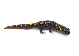 Wall Mural - Spotted Salamander