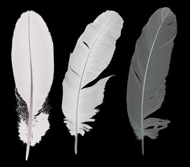 Wall Mural - set of three detailed feathers on black