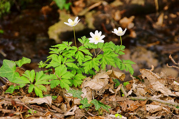 Canvas Print - Anemone 35