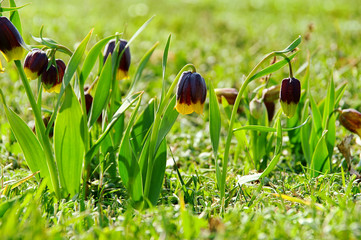 Poster - Schachblume - Chess Flower 02