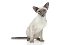 Oriental Blue-point Siamese Cat Portrait