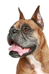 Poster - Old Boxer dog. Portrait on white background