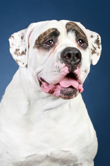 Canvas Print - American Bulldog. Portrait on a dark-blue background