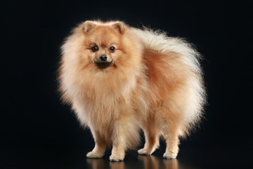 Poster - German Spitz dog