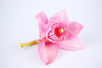 Sticker - orchid isolated