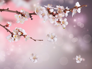 Wall Mural - Spring Blossom Design