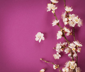 Fotomurales - Spring Blossom over pink background