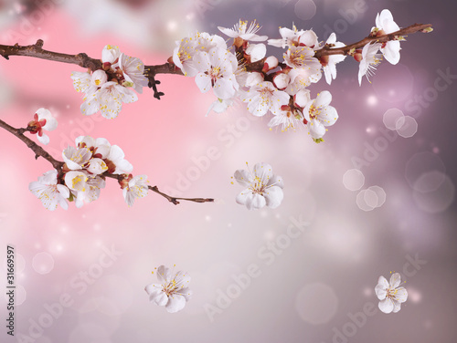 Nowoczesny obraz na płótnie Spring Blossom Design