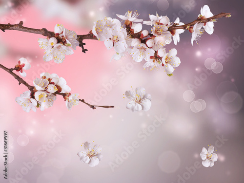 Fototapeta do kuchni Spring Blossom Design