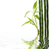 Fototapeta Sypialnia - Reflection of Fresh bamboo