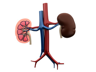 3d rendered medical illustration of the human kidneys