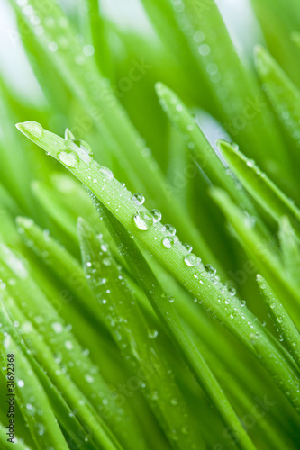 Obrazy trawa  mokra-zielen