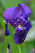 Close-up Of Purple Bearded Iris (Iris Germanica)