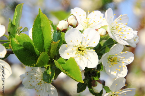 Naklejka na szybę Apfelblüte