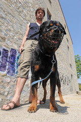 Poster - rottweiler muselé et son maitre