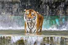 Tiger In Water.