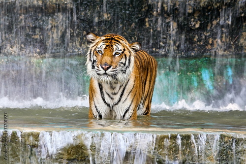 Dekoracja na wymiar  tygrys-w-wodzie