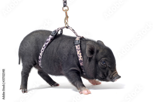 Bebe Cochon Nain En Harnais Stock Photo Adobe Stock