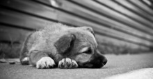 Puppy Sleeping On The Street.