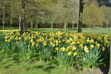 Daffodil Laden English Country Garden